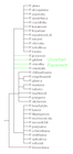Phylogenetic tree