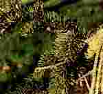 foliage photograph