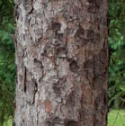 bark photograph