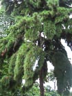 photograph of Pinus merkusii