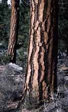 Pinus ponderosa photo