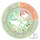 cladogram