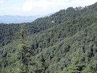 Pure forest of mature/old Cedrus deodara