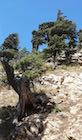 Old trees on a steep, rocky slope in the Kalpa Valley