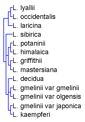 phylogenetic tree