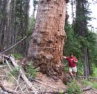 Larix occidentalis photo