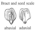 line drawing