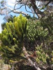 photograph of Dacrydium gibbsii