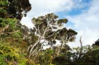 photograph of Dacrydium gibbsiae