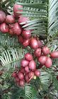 Cephalotaxus fortunei foliage and cones