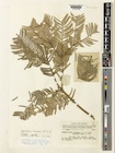 Cephalotaxus hainanensis isotype specimen