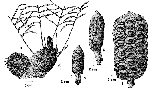 Zamia inermis line drawing