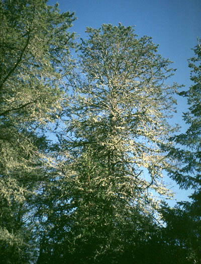 Hesperocyparis abramsiana Santa Cruz cypress description