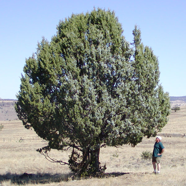 juniper trees
