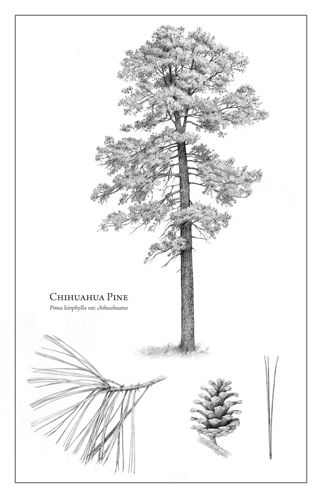 Pinus leiophylla subsp. chihuahuana (ocote blanco) description - The ...