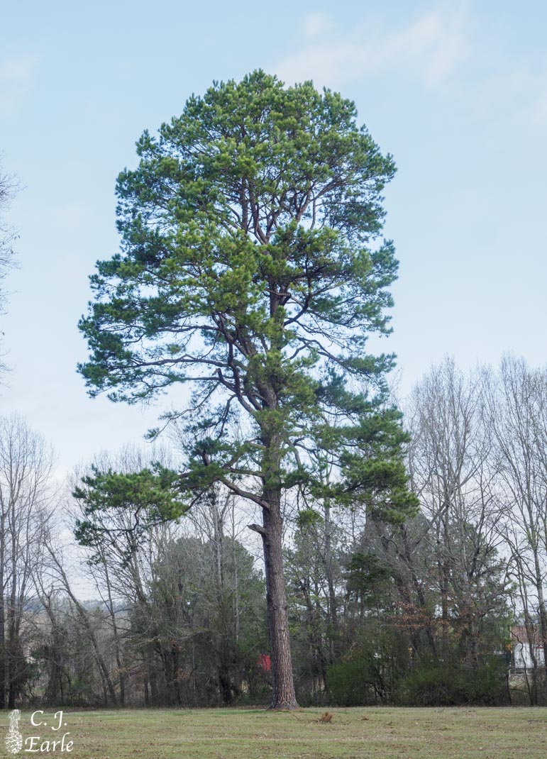Shortleaf Pine Tree Size
