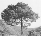 Perry 1982 figure showing tree
