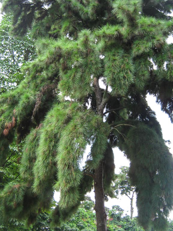 Pinus merkusii Th ng nhua description The Gymnosperm 