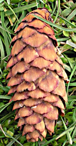 Picea omorika (Serbian spruce) description