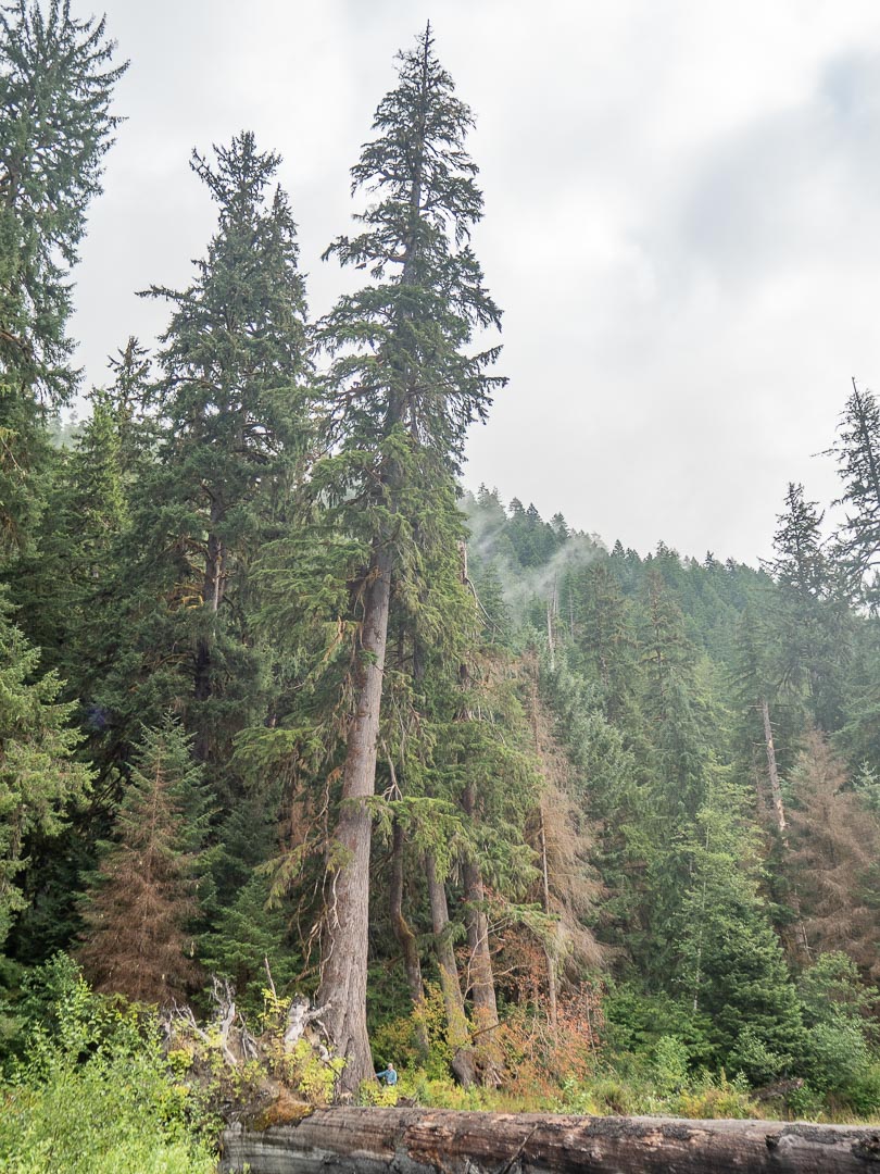 tsuga-heterophylla-western-hemlock-description