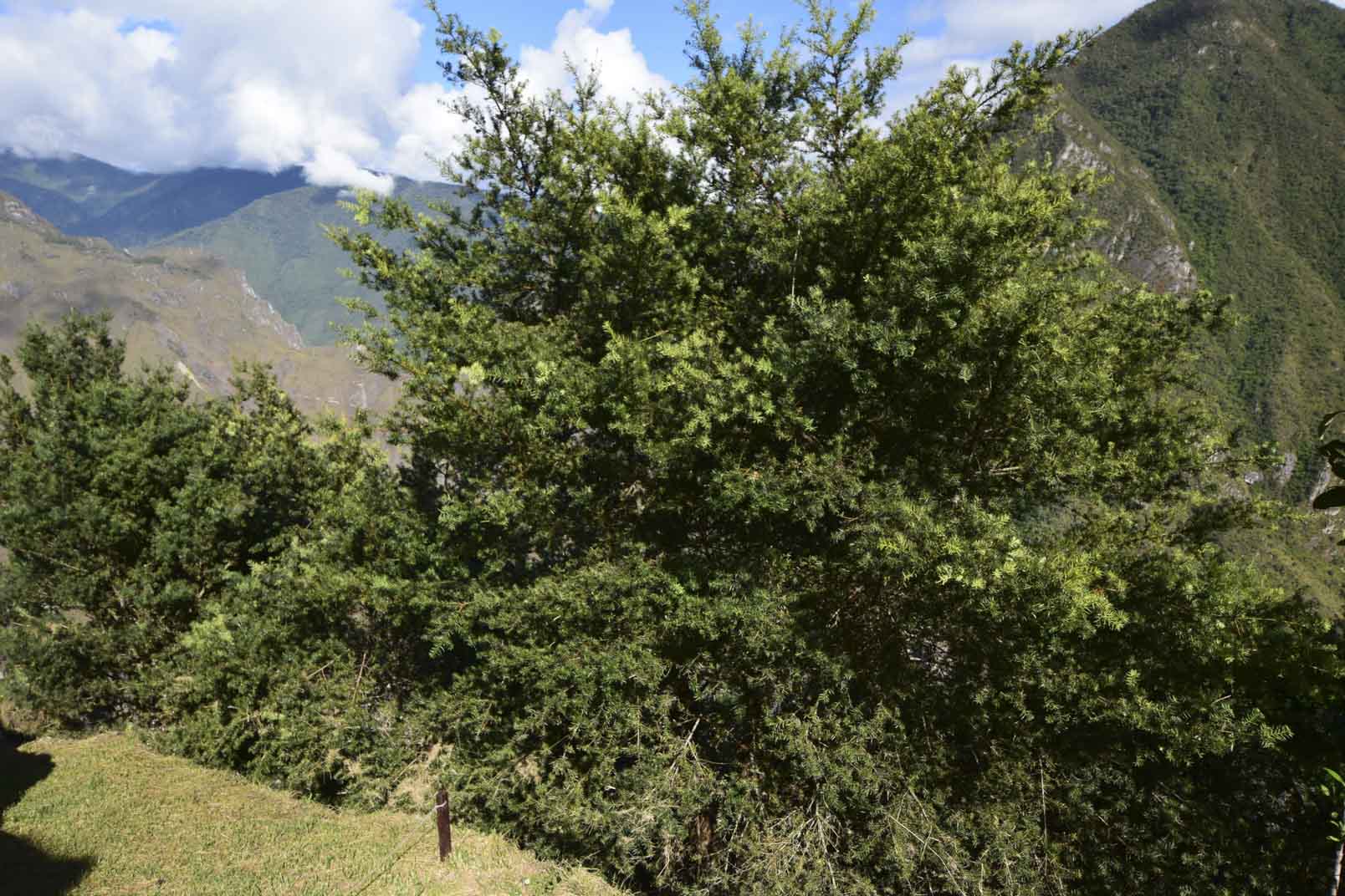 Podocarpus glomeratus (intimpa) description