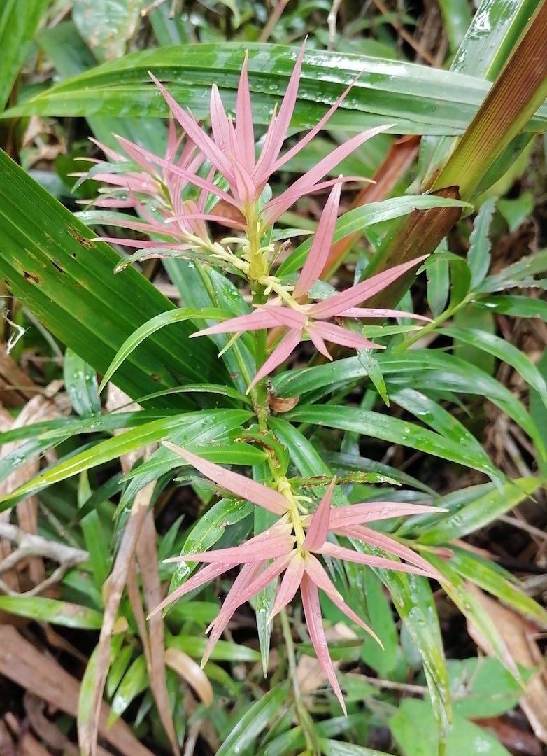 clematis thuja Clematis 'Jackmanii'