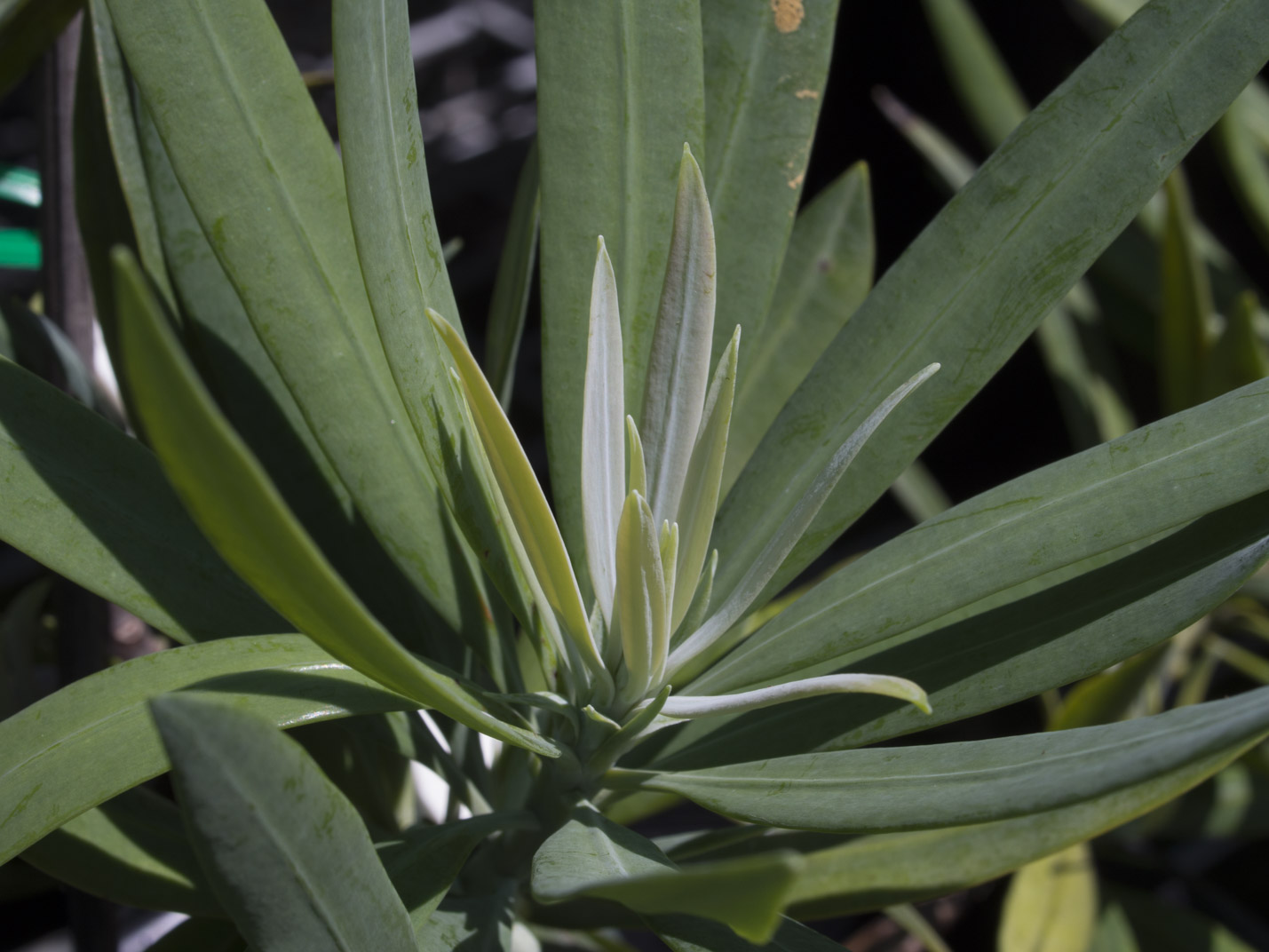 fcherpalme zimmerpflanze Fcherpalme - Trachycarpus multi Stamm