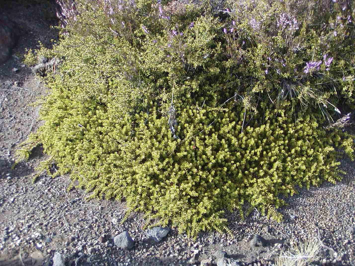 Podocarpus nivalis (snow totara) description