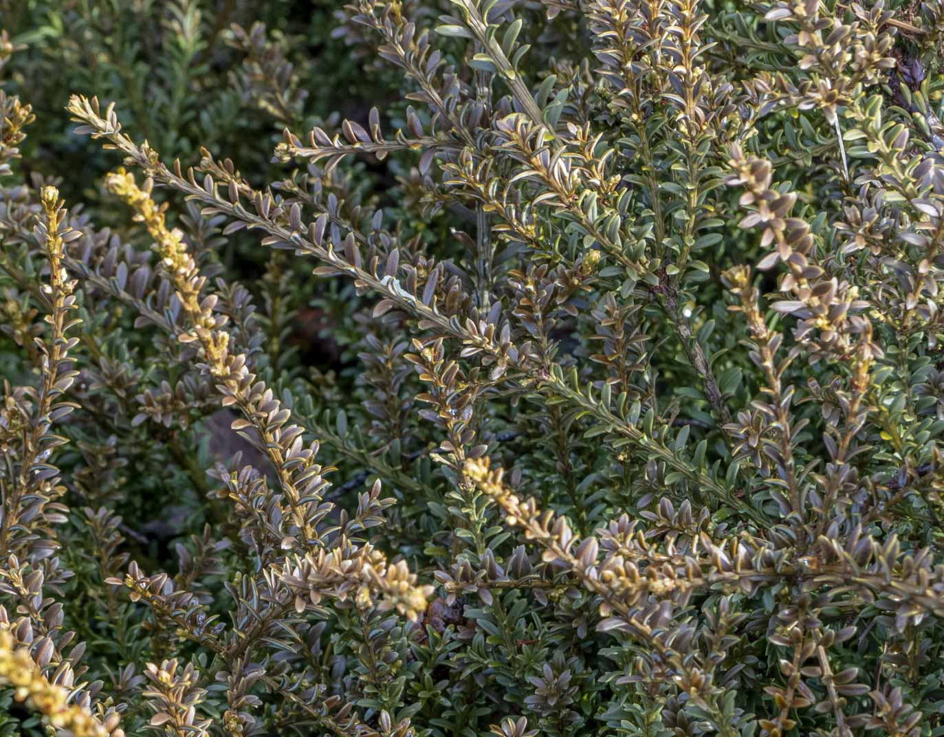 Podocarpus nivalis (snow totara) description