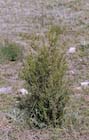 Juniperus thurifera