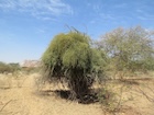Photo 01