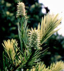 Keteleeria davidiana photo