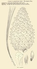 Loudon fig 1899