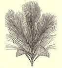 Loudon fig 1900