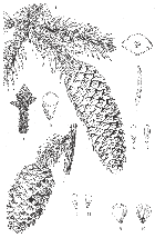 line drawing