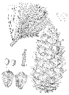 line drawing