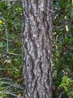 Photo 09
