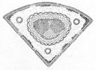 Martinez fig 156
