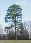 Photo 09