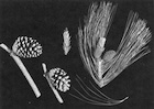 Perry 1982 figure showing twigs cones and foliage