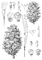 line drawing