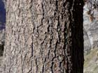 Photo 09