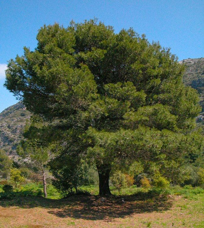 Иерусалимское дерево фото