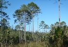 Photo 01