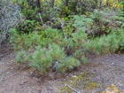 Photo 07
