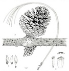Perry 1987 fig 1
