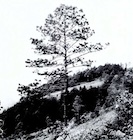 Perry 1987 fig 1