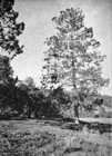 Martinez fig 163