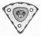 Martinez fig 164