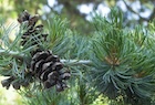 Photo 04